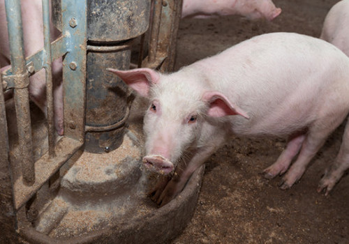 EatingPigs.jpg