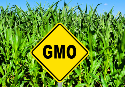 Gmo