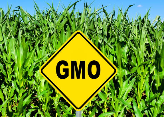 Gmo