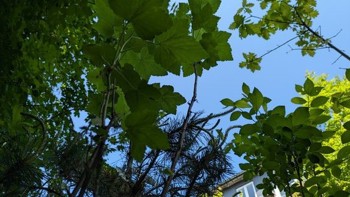 Sunset Boulevard vil plante mikroskove i byerne